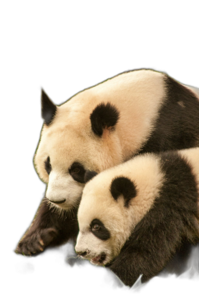 A mother panda with her cub, isolated on a black background, in a photorealistic style, in the style of national geographic photography  Transparent Background