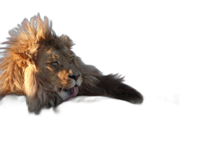 A lion is lying down, sticking out its tongue and barking with his head tilted back against the black background. A fullbody portrait of an African male lion sleeping on all fours, with long hair flowing from behind him. The light illuminates part of it, highlighting details such as fur texture, mane pattern, or claws. High resolution photography, professional color grading, soft shadows, no contrast, clean sharp focus, intricate detail.  Transparent Background