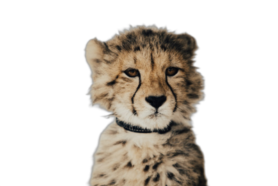 portrait of a baby cheetah looking at the camera, isolated on a black background, professional photography, in the style of Hasselblad XH, using Fujifilm Superia film stock for the photo  Transparent Background