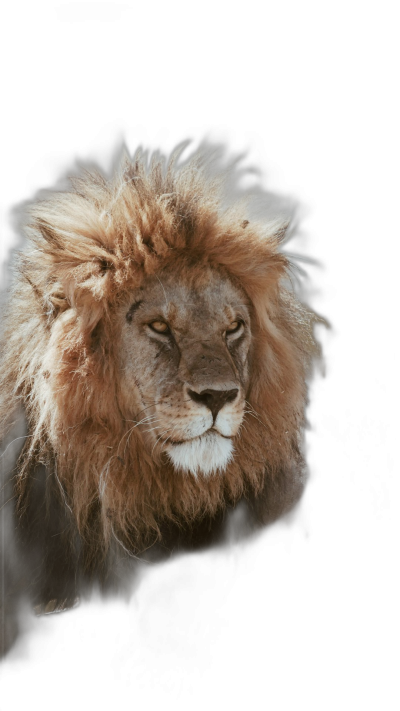 A majestic lion with its mane flowing in the wind, captured against a dark background. The portrait is illuminated by soft side lighting that highlights every hair and texture of his coat. This photograph was taken using professional photography techniques to create an atmosphere of power and beauty. It has been created as a PNG graphic element for use on your design projects.  Transparent Background