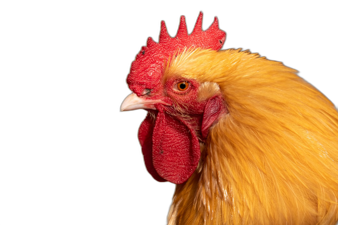 A yellow rooster with red crested, isolated on black background, close up portrait photography  Transparent Background