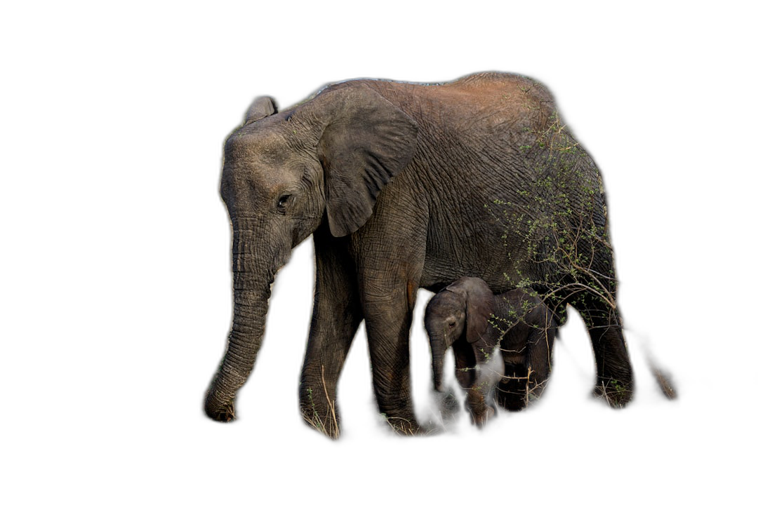 A mother elephant and her calf, alone on a black background without shadows, in the style of no artist.  Transparent Background