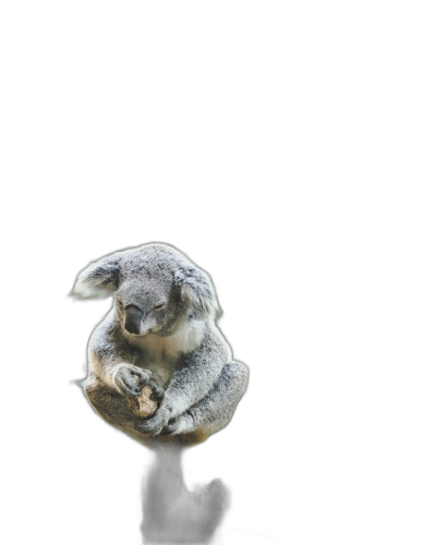 Koala, sitting on its back legs with one hand in the air, in the style of an isolated black background, simple design, minimalist design, high resolution photography, high definition details, professionally color graded, soft shadows, no contrast, clean sharp focus  Transparent Background