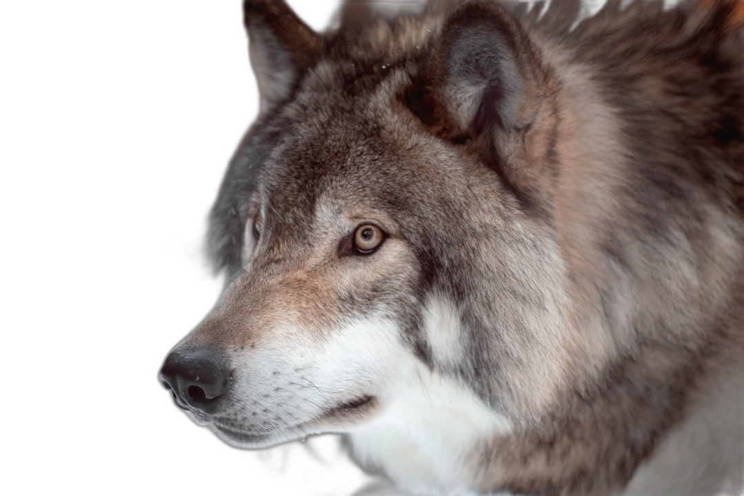 Close-up portrait of wolf against a black background, high resolution photographic style, insanely detailed with fine details, stock photo with professional color grading in the style of a professional photographer.  Transparent Background