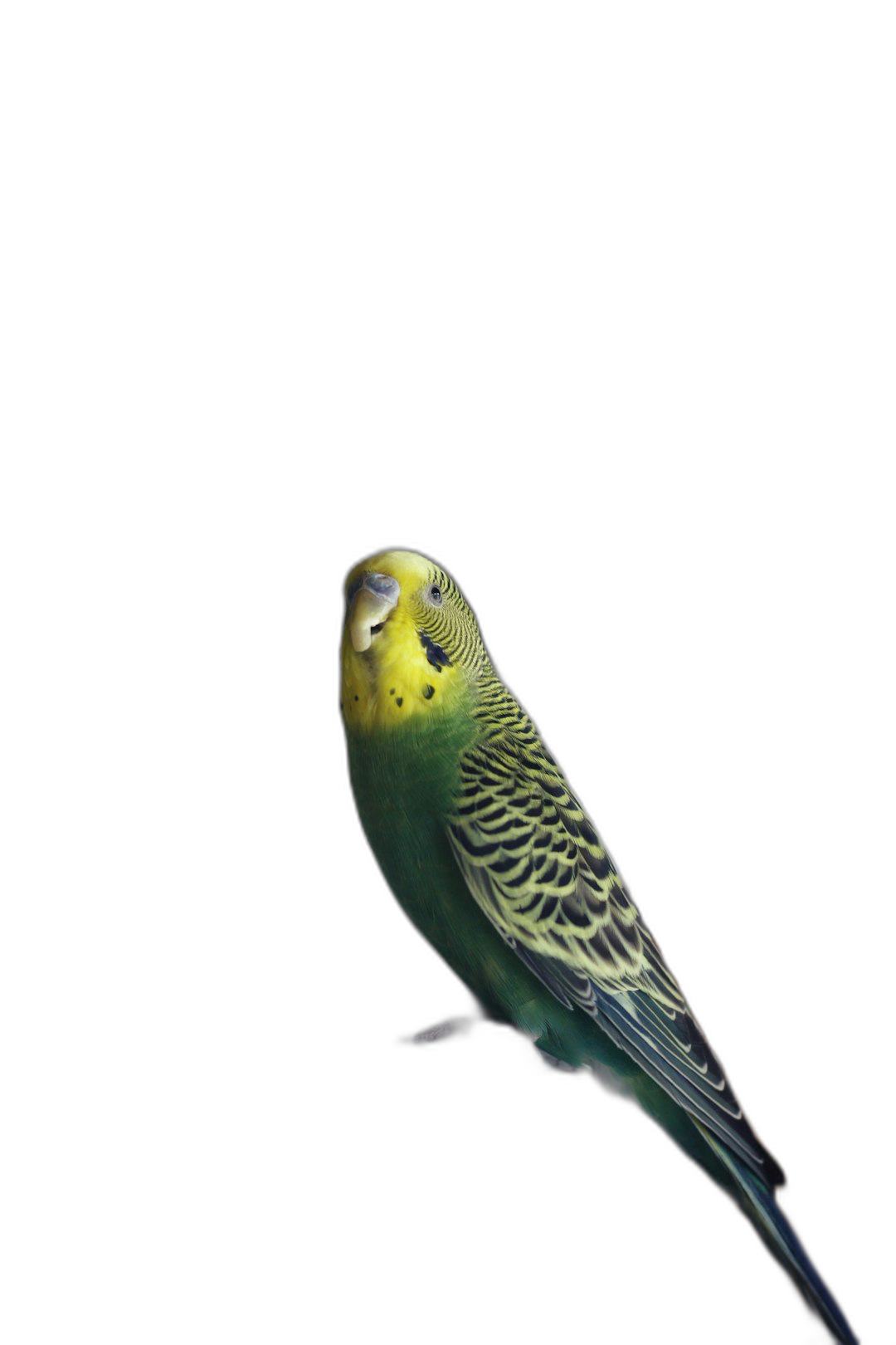 green budgie, yellow face on black background, full body shot, studio photography, professional color grading, soft shadows, no contrast, clean sharp focus digital photography. The image is in the style of digital photography.  Transparent Background