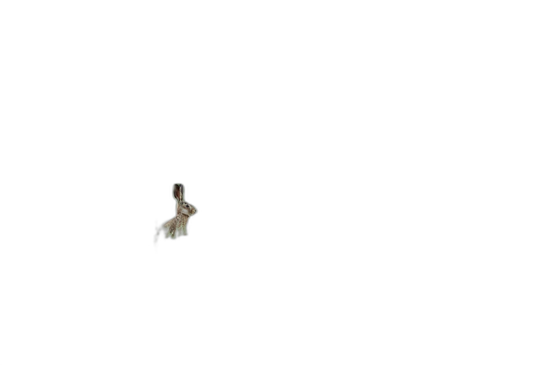 A single rabbit floating in pitch black space, with the only light source coming from behind the camera. The scene has an eerie and unsettling feel to it, with no other elements visible except for the small silhouette of the bunny against pure darkness.  Transparent Background