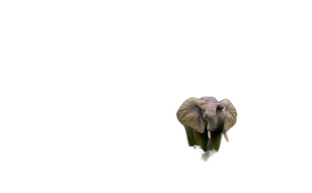 an elephant emerging from pitch black background, minimalist, photography, detailed, high resolution  Transparent Background