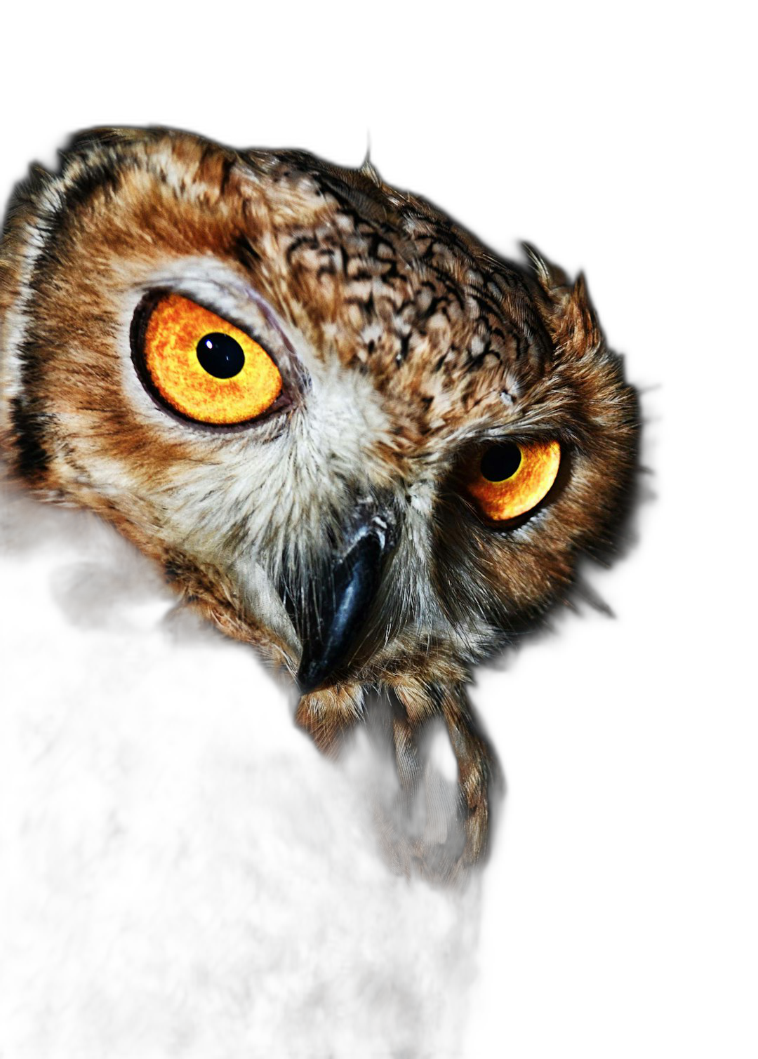 portrait of an owl with orange eyes on a black background, photography taken with a Canon EOS camera, global illumination and studio light were used, high resolution insanely detailed photography showing fine details of the owl in an isolated plain, stock photo in the style of an unnamed photographer  Transparent Background