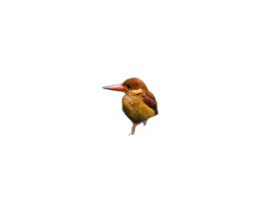 Photo of a brown kingfisher bird flying isolated on a black background, in the style of by Chinese artist. The bird's feathers are beautifully detailed and its wings are spread wide as it soars through the air. The black background helps the brown bird stand out clearly.  Transparent Background