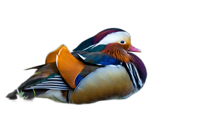 M abyss, colorful mandarin duck sleeping on black background, photo realistic, high resolution photography, high quality, hyper detailed,  Transparent Background