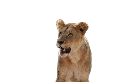 A Lioness in the wild, isolated on a black background in the style of photo realistic, high resolution digital photography.  Transparent Background