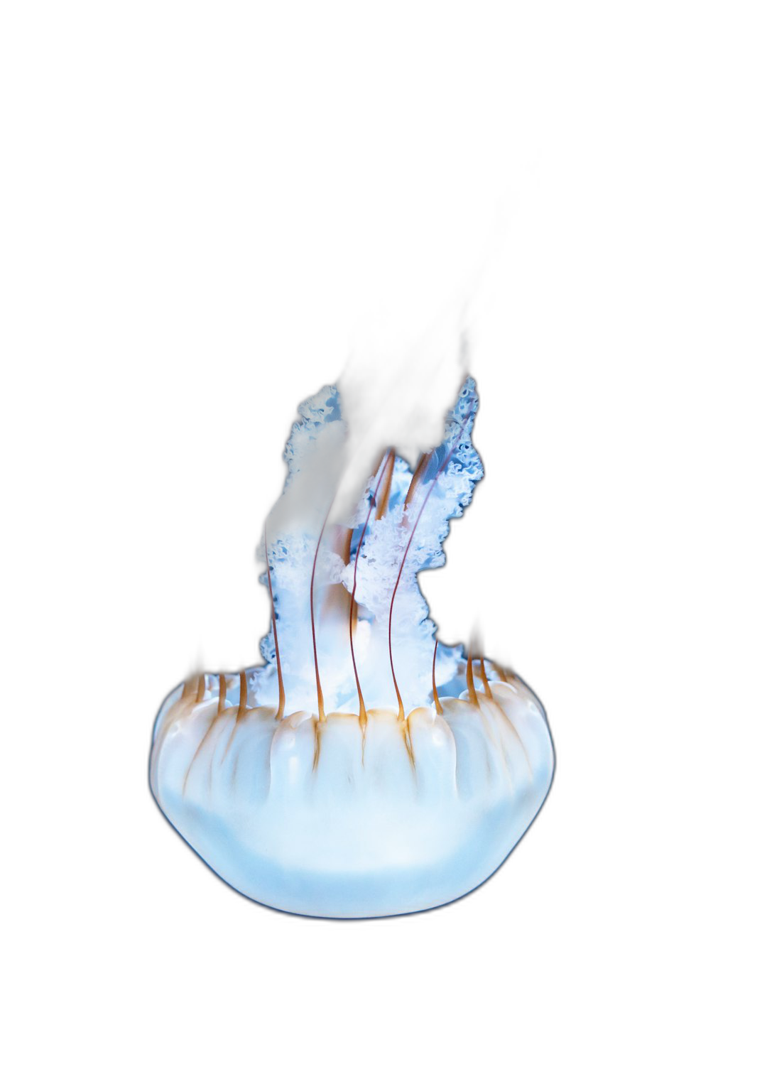 White jellyfish, black background, jelly fish floating in the air, glowing blue tentacles, jelly like texture, minimalism, photography, studio lighting, high resolution, high detail, super detailed, high quality, professional photograph, sharp focus, hyperdetailed, hyperrealistic, studio photography, volumetric light,  Transparent Background