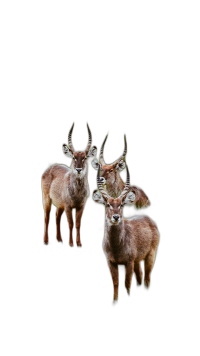 three realistic waterbuck standing in front of each other, full body, black background, hyperrealistic photography  Transparent Background