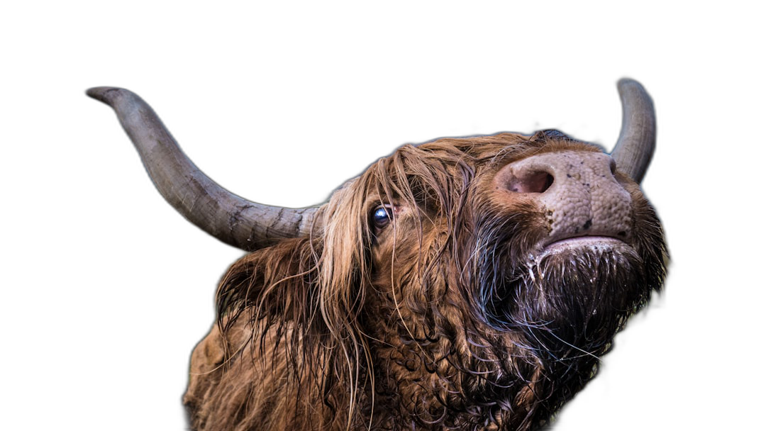 highland cow, looking up at the camera, isolated on black background, portrait photography, canon eos r5  Transparent Background