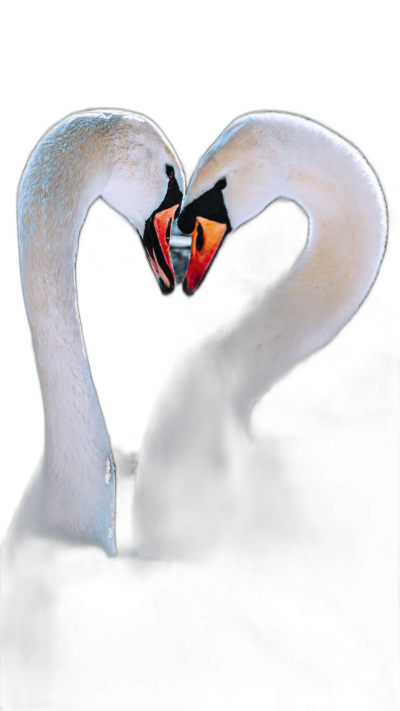 Two swans facing each other, their necks forming the shape of an open heart on a black background in a closeup shot, in the style of Johnin 'em scarfe, in the style of Kukasen HHA806, expressing a style of love and romance, with an emotional expression, lovely against a black background, high resolution.  Transparent Background