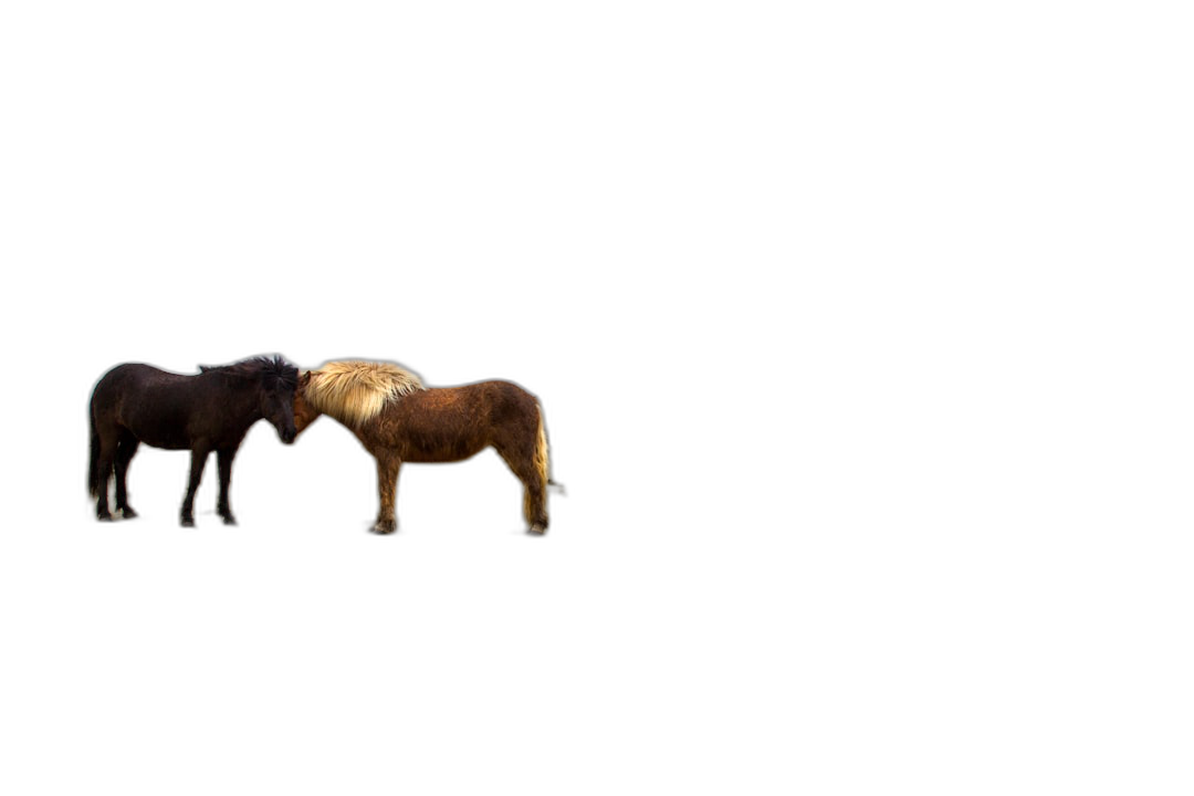 Two cute little horses playing together, on a pure black background, in a minimalist style, high resolution, high quality.  Transparent Background