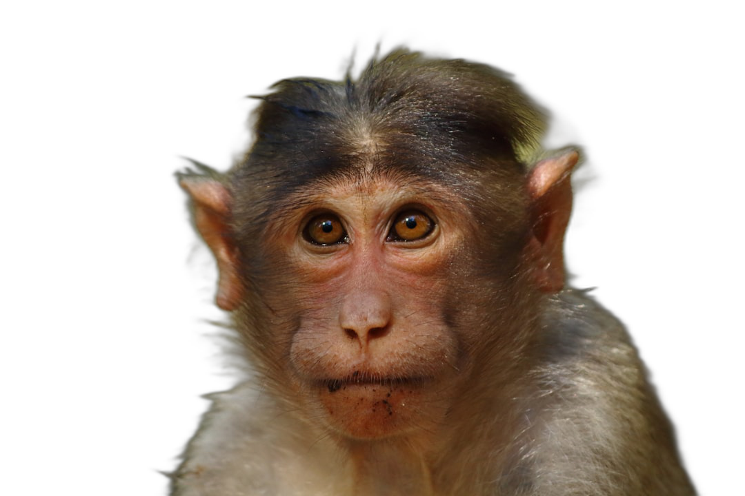 portrait of cute monkey, isolated on black background, high resolution photography  Transparent Background