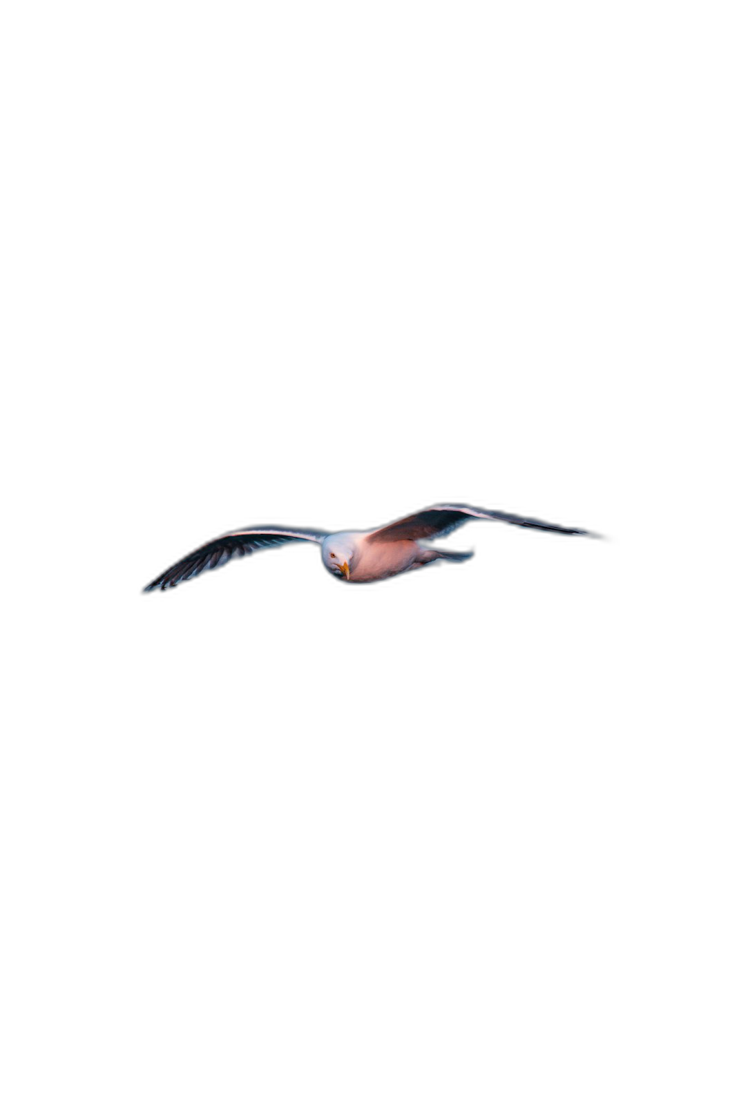 A single seagull flying in the air against a pure black background, captured with high speed photography in the style of colorism. With FHD, HDR, and 8K resolution on par with the quality of a Sony camera. The seagull is shown flying in midair with motion blur, depicted in light pink and dark orange hues.  Transparent Background