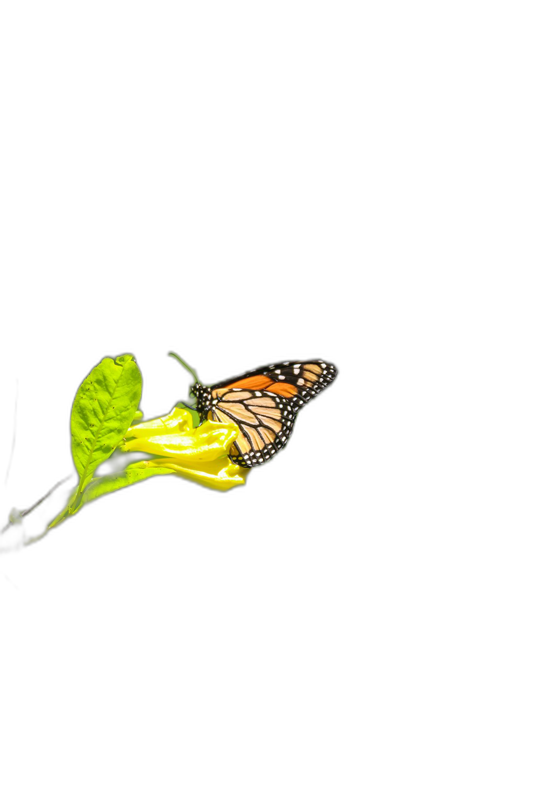 A single monarch butterfly on a yellow morning glory flower, against a black background, in macro photography style, minimalist.  Transparent Background