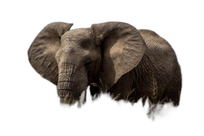 an elephant in the dark, its trunk is visible and it's head tilted to one side, wildlife photography, isolated on black background, high resolution, highly detailed  Transparent Background