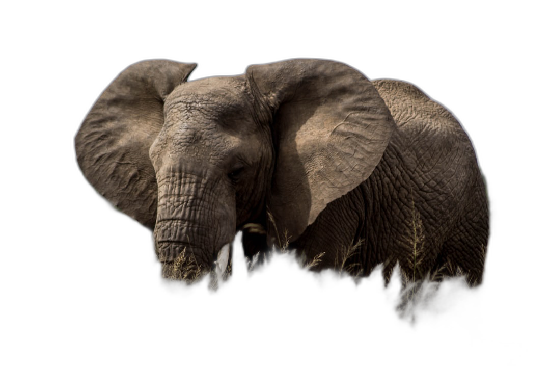 an elephant in the dark, its trunk is visible and it’s head tilted to one side, wildlife photography, isolated on black background, high resolution, highly detailed  Transparent Background