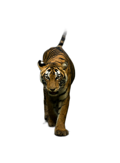 Tiger, walking towards the camera, on a pure black background, in the style of photography, animal wallpaper, with high definition details, a premium feel, and from a topdown perspective.  Transparent Background