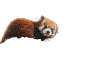 A cute red panda floating in the air against a black background in the style of a 3D rendering with a minimalistic style in a closeup shot with professional photography and sharp focus under studio lighting with natural colors in a highly detailed and high resolution HDR super realistic photo.  Transparent Background