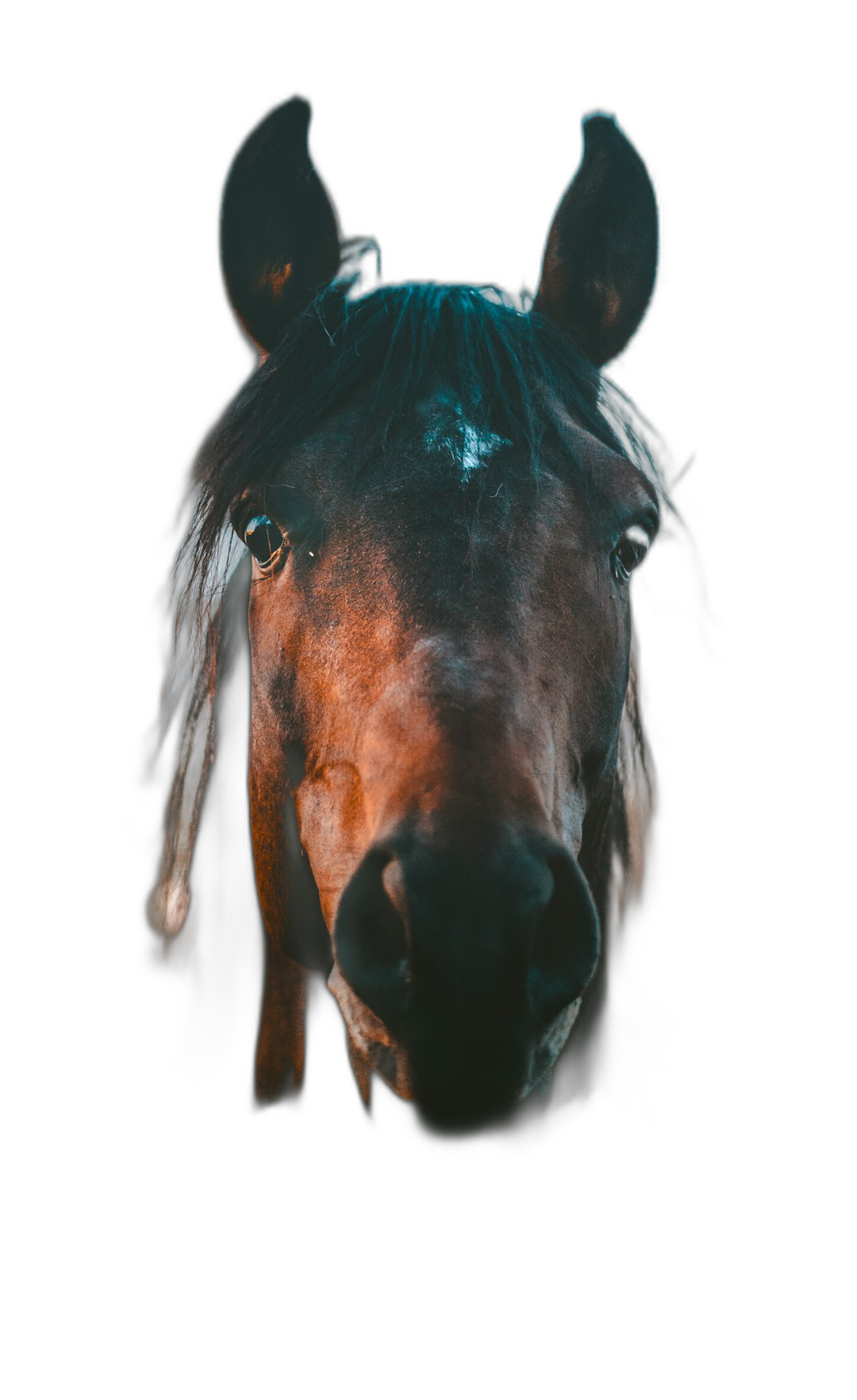 portrait of horse head, Canon EOS R8 camera with an f/2 lens, shutter speed 500T, ISO 400, soft light source, backlit, black background, isolated subject, high resolution, detailed texture, frontal view  Transparent Background