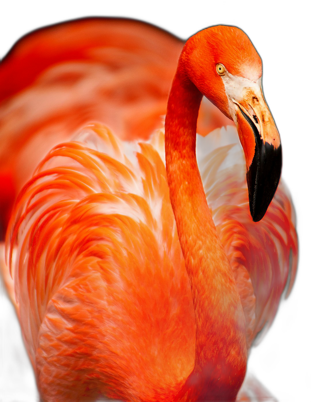 Close up photo of an orange flamingo against a black background with studio lighting in sharp focus and a dynamic composition. Vibrant and lively colors with highly detailed imagery in the style of award-winning photography.  Transparent Background