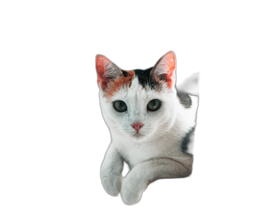 Portrait of a cute white cat with black and orange spots, peeking from the bottom right corner on a pure solid black background, with a symmetrical asymmetry, cute cartoonish designs, in the style of a stock photo, with studio photography, professional color grading, soft shadows with no contrast at f/26 from a sony alpha A7s.  Transparent Background