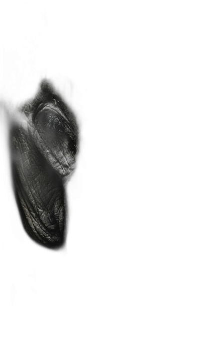 black background, minimalist photography of an old monkey face in the shadows, dark and mysterious atmosphere, high contrast between light and shadow. The photograph has a minimalist style showing an old monkey face in the shadows, creating a dark and mysterious atmosphere with high contrast between light and shadow.  Transparent Background