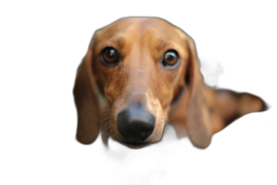 a photo of the head and shoulders of an adorable long eared dachshund looking up at you with wide open eyes on black background, soft lighting, closeup, macro lens, shallow depth of field, slight blur  Transparent Background