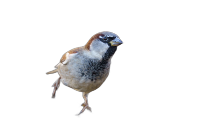 A full-body photo of a European house sparrow on a black background, in high-definition photography, with highly detailed, high resolution.  Transparent Background