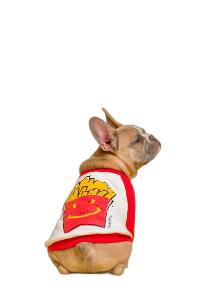 A cute French bulldog wearing a "KLIKE" baseball jersey with fries on it in a full body shot against a black background in the style of high definition photography.  Transparent Background