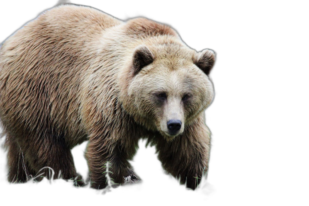 A brown bear walking, isolated on black background with clipping path . Full body photo taken in the wild , full focus  Transparent Background