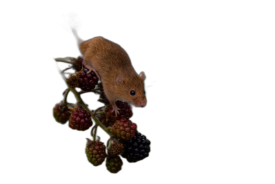 A field mouse climbing on blackberries against a pure solid black background, capturing the moment when it jumps from one berry to another in a closeup shot, with high resolution photography, professional color grading, soft shadows, no contrast, clean sharp focus in the style of magazine photography, using natural light.  Transparent Background