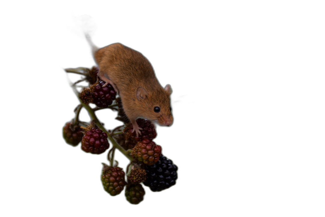 A field mouse climbing on blackberries against a pure solid black background, capturing the moment when it jumps from one berry to another in a closeup shot, with high resolution photography, professional color grading, soft shadows, no contrast, clean sharp focus in the style of magazine photography, using natural light.  Transparent Background