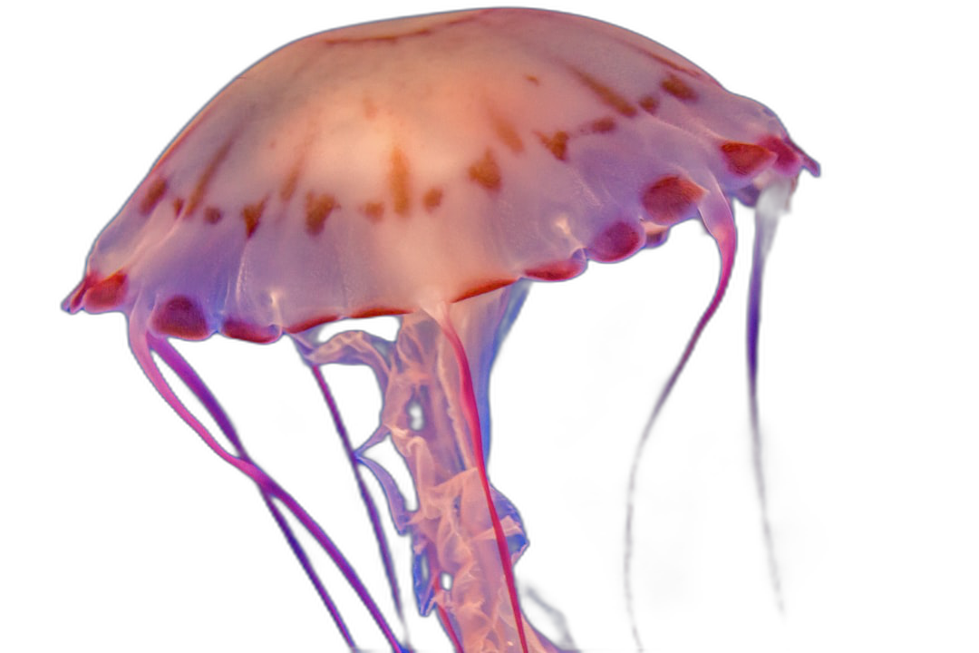 photo of jellyfish, underwater, black background, pink and purple lighting, macro photography  Transparent Background