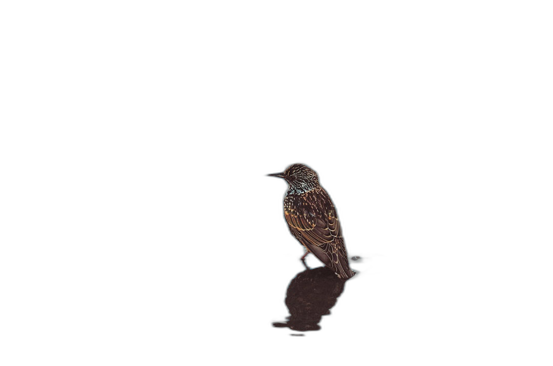 A starling bird standing on water, isolated against a black background, shown in full body, in a hyper realistic, minimalistic style.  Transparent Background