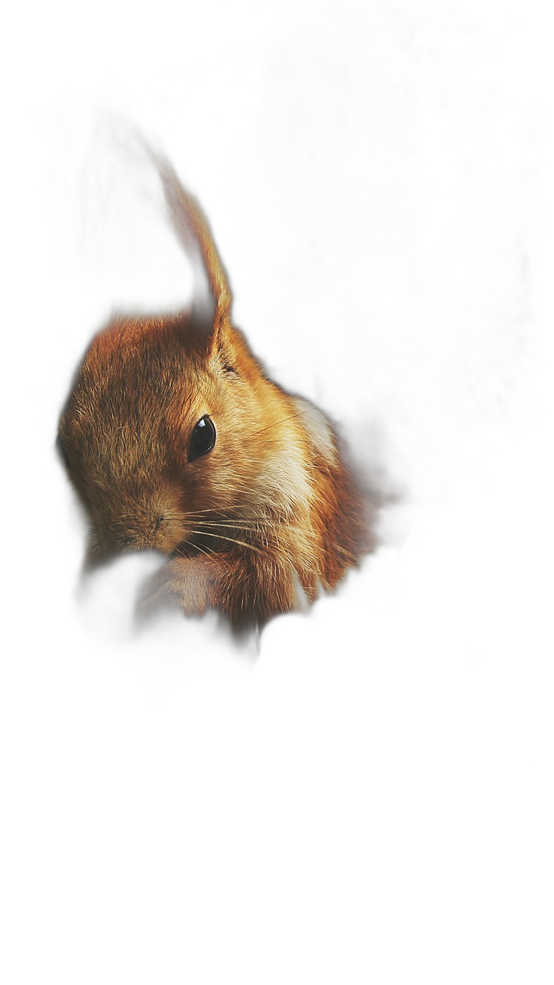 A little cute squirrel peeking out from the shadows, backlit, on a black background, in the style of hyper realistic photography.  Transparent Background