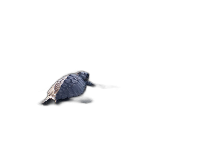 Turtle, swimming in the dark black background, silhouette, low light, high contrast, ultra realistic photography  Transparent Background