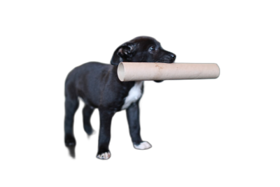 Black Italian greyhound puppy holding a large toilet paper roll in its mouth, isolated on a black background, in a high quality photo.  Transparent Background