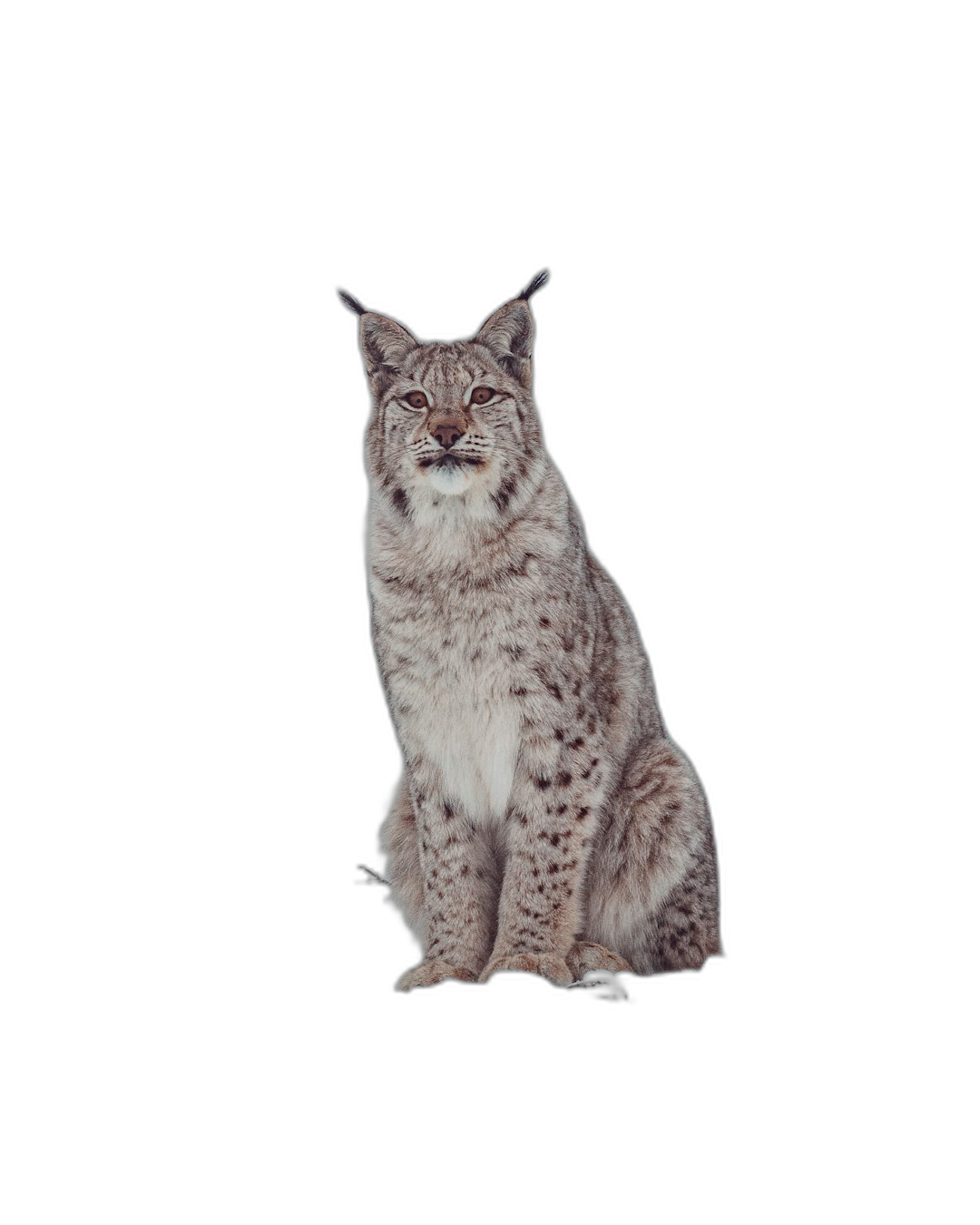 full body photo of lynx sitting on black background, hyper realistic photography  Transparent Background