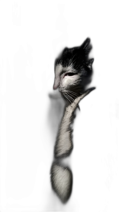 black and white cat in the dark, glowing from behind, simple, minimalistic portrait in the style of hyper realistic photography, high resolution, cinematic, dark background  Transparent Background