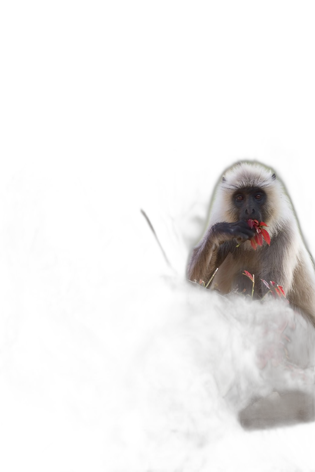 A white monkey with red flowers in its mouth sits on the edge of an old tree, night scene, backlight, pure black background, real photography, Canon camera  Transparent Background