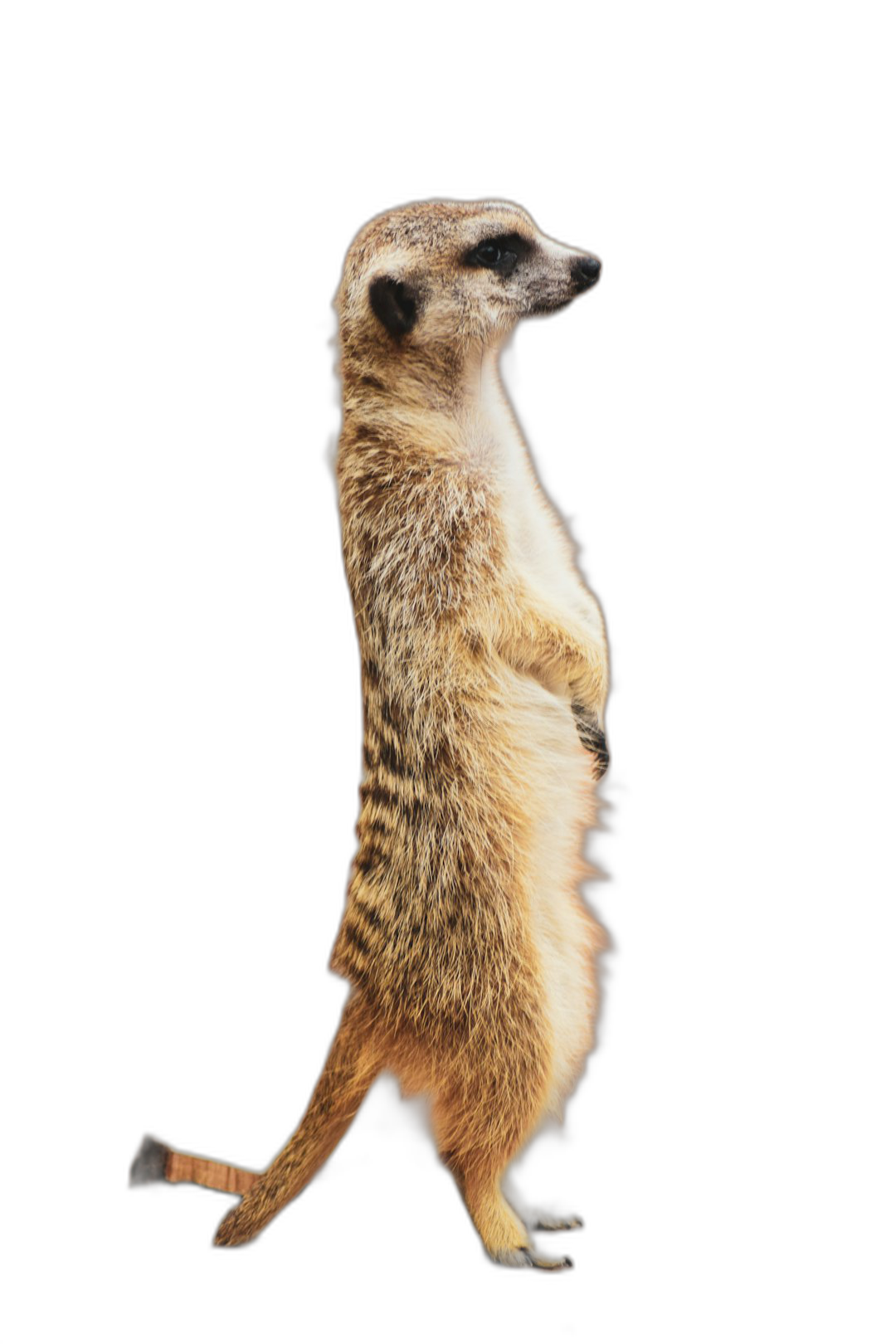 Photo of a full body standing on back legs, meerkat with arms up against a black background in the style of an isolated subject.  Transparent Background