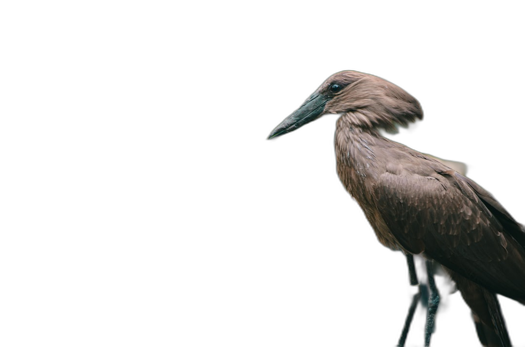 a photograph of an brown bird with long beak and thin legs on black background, profile view, looking sideways to the camera, dark brown color palette, soft light, low angle shot, side perspective, isolated on black background, minimalist photography, high resolution, high details, high contrast, sharp focus, hyper realistic  Transparent Background