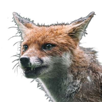 A fox with teeth showing on a black background, a close up portrait photograph in the style of [Richard Avedon](https://goo.gl/search?artist%20Richard%20Avedon) and Sebastiao Salgado, furaffinity, naturalistic realism, photorealistic techniques. The portrait was taken with a Fujifilm Eterna Vivid 50D. Transparent Background