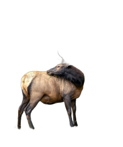 Photo of A kpanied w prank in the style of an elk, solid black background, full body shot  Transparent Background