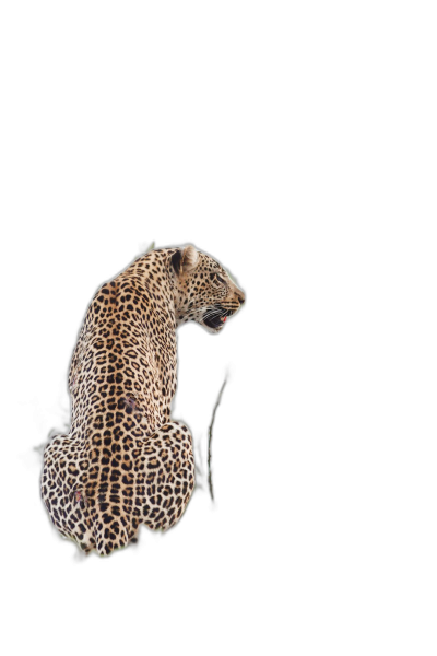 leopard, side view, floating in the air sharp shape, less contrast, isolated on black background , minimalistic style, hyper realistic photograph  Transparent Background